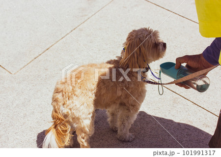 A human offers a little dog water from glass bottle drinker in hot summer day Quenching thirst of beloved pet, care concern for four-legged friend Domestic animal in an urban environment Canine breed. A human offers a little dog water from glass bottle drinker in hot summer day Quenching thirst of beloved pet, care concern for four-legged friend Domestic animal in an urban environment Canine breed. 101991317