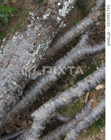 焚き木のイメージ(キャンプなどに) 101991793