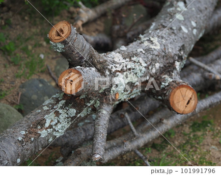 焚き木のイメージ(キャンプなどに) 101991796