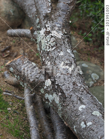 焚き木のイメージ(キャンプなどに) 101991803