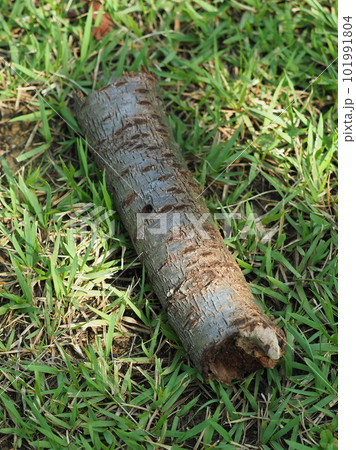 焚き木のイメージ(キャンプなどに) 101991804