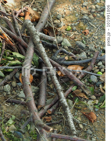 焚き木のイメージ(キャンプなどに) 101991806