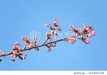 咲き始めの蕾が多い桜の花　河津桜 101992284
