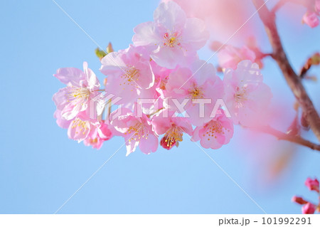 美しいピンク色のさくら　河津桜 101992291