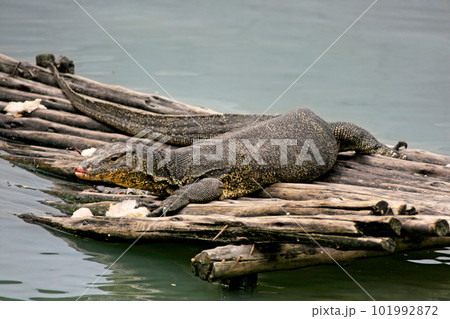 Asian water monitor in Bangkok Asian water monitor in Bangkok 101992872