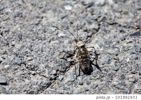 Mongolian cricket Mongolian cricket 101992931