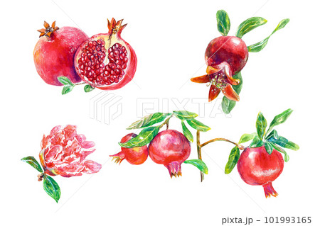 Fresh ripe whole and sliced pomegranate with seeds, flower and leaves. Watercolor hand drawn illustration isolated on white background. Fresh ripe whole and sliced pomegranate with seeds, flower and leaves. Watercolor hand drawn illustration isolated on white background. 101993165