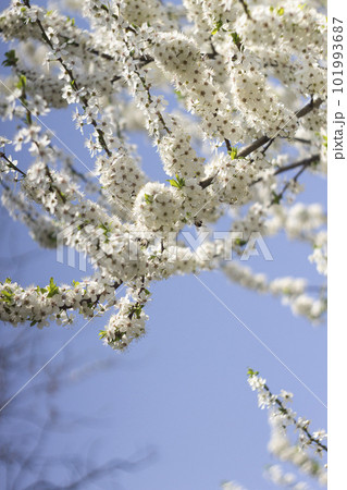 White flowers of cherry plum tree in close-up against blue sky on sunny day. Spring is coming. White flowers of cherry plum tree in close-up against blue sky on sunny day. Spring is coming. 101993687