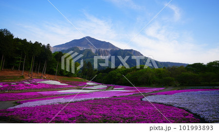 羊山公園の芝桜と武甲山コラボは、圧巻の絶景スポット 101993893