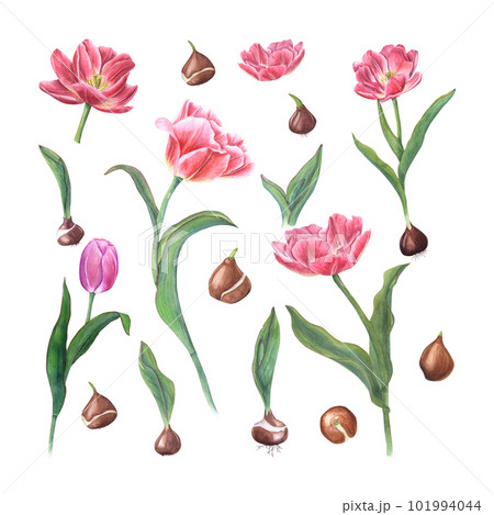 Watercolor botanical illustration of tulips and its parts isolated on white background. Sprinng blooming flowers for your design, patterns, cards, greetings, package design, advertising posters 101994044