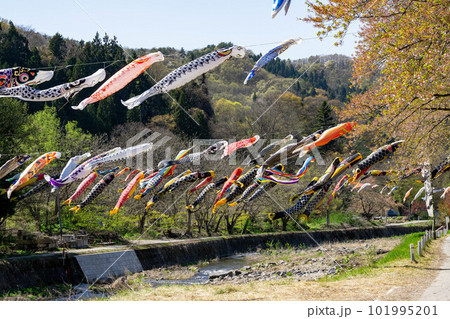 高瀬川と鯉のぼり 101995201