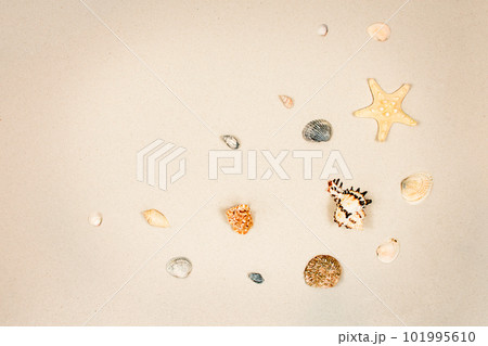Beautiful seashells and starfish on the sand with copy space top view. The concept of summer holidays and recreation. 101995610