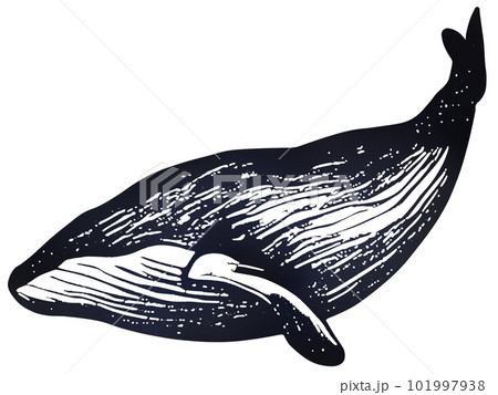 クジラ 101997938