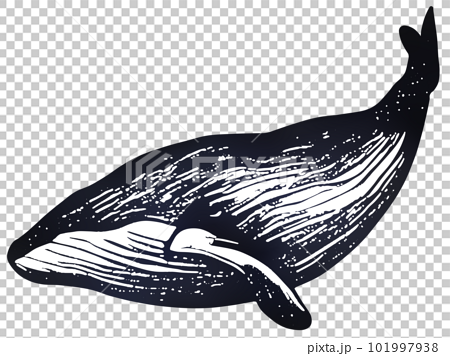 クジラ 101997938