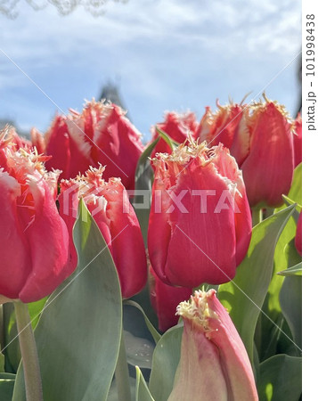 Hollands tulip bloom in an orangery in spring season. floristry shop. 101998438