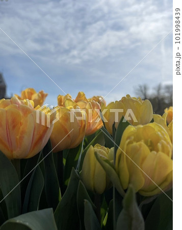 Hollands tulip bloom in an orangery in spring season. floristry shop. 101998439
