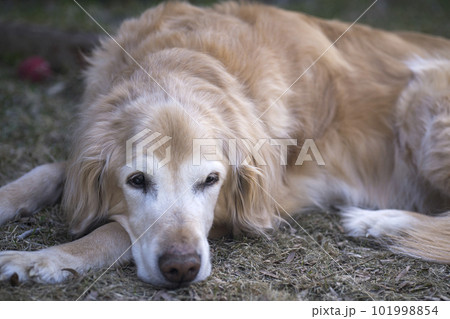 ゴールデンレトリバー シニアドッグ 老犬 ゴールデンレトリバー シニアドッグ 老犬 101998854