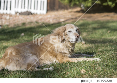 ゴールデンレトリバー シニアドッグ 老犬 ゴールデンレトリバー シニアドッグ 老犬 101998861
