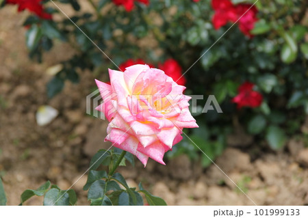バラ(薔薇)/ピンク色のバラ バラ(薔薇)/ピンク色のバラ 101999133