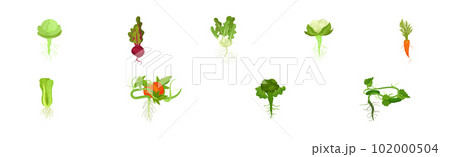 Fresh Vegetables with Rootstock and Top Leaves Vector Set 102000504