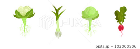 Fresh Vegetables with Rootstock and Top Leaves Vector Set 102000506