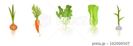 Fresh Vegetables with Rootstock and Top Leaves Vector Set 102000507