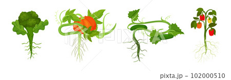 Fresh Vegetables with Rootstock and Top Leaves Vector Set 102000510