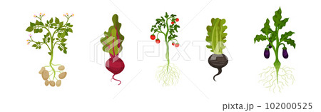 Fresh Vegetables with Rootstock and Top Leaves Vector Set Fresh Vegetables with Rootstock and Top Leaves Vector Set 102000525