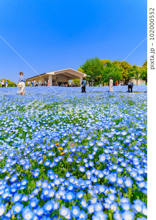 東京　足立区　舎人公園　丘の上に咲くネモフィラ 102000552