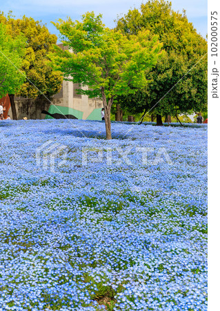 東京 足立区 舎人公園 丘の上に咲くネモフィラ 東京 足立区 舎人公園 丘の上に咲くネモフィラ 102000575