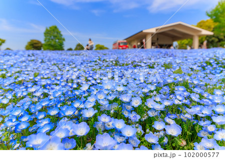 東京　足立区　舎人公園　丘の上に咲くネモフィラ 102000577