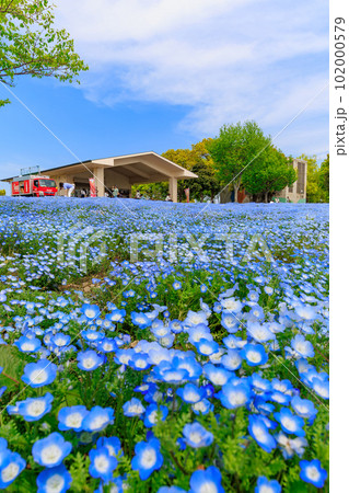 東京　足立区　舎人公園　丘の上に咲くネモフィラ 102000579