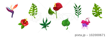 Tropical Foliage with Exotic Plant Green Leaf and Flower Vector Set 102000671