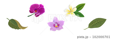 Tropical Foliage with Exotic Plant Green Leaf and Flower Vector Set 102000701