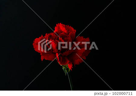 【母の日素材】カーネーション【花素材】 102000711
