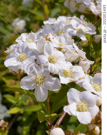 Bridalwreath Spirea 102001495