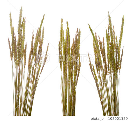 Beach grass (Ammophila arenaria) Beach grass (Ammophila arenaria) 102001529