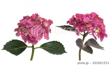 Lacecap Hydrangea (macrophylla normalis) 102001551