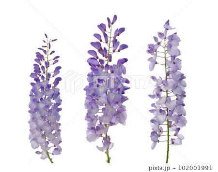 Wisteria flowers 102001991