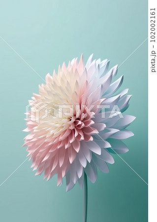 Delicate chrysanthemum flower on pastel blue background, closeup 102002161