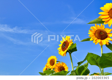 [定額] 栃木県 益子町 ひまわり畑 102003365