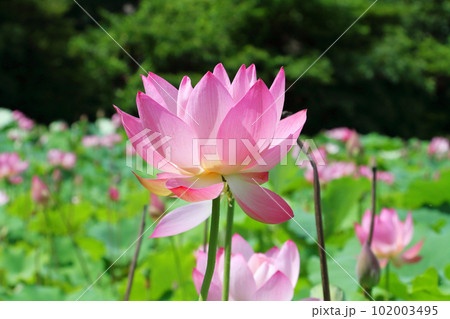 蓮の花 7月 蓮の花 7月 102003495