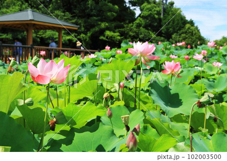 蓮の花　7月 102003500