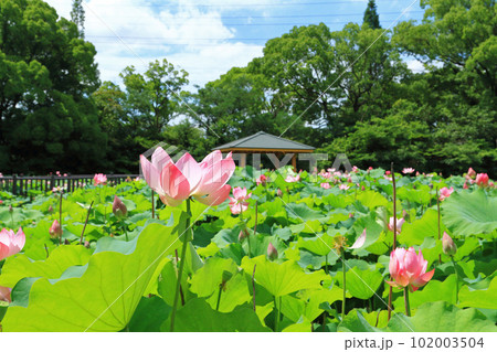 蓮の花 7月 蓮の花 7月 102003504