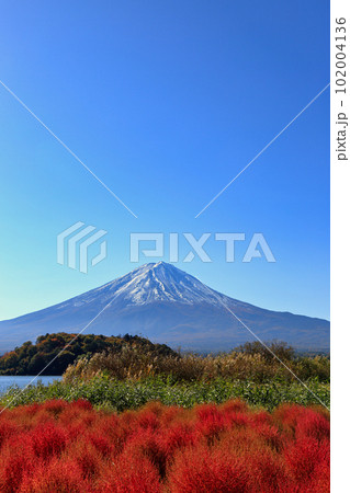 秋の河口湖の大石公園のコキア ( 2022年11月 富士河口湖町 ) 秋の河口湖の大石公園のコキア ( 2022年11月 富士河口湖町 ) 102004136