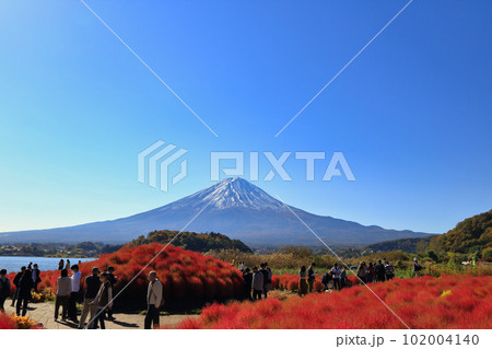 秋の河口湖の大石公園のコキア ( 2022年11月 富士河口湖町 ) 102004140