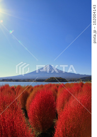 秋の河口湖の大石公園のコキア ( 2022年11月 富士河口湖町 ) 秋の河口湖の大石公園のコキア ( 2022年11月 富士河口湖町 ) 102004143
