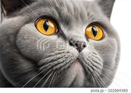 Close up of British Shorthair cat with white - Stock Illustration  [102004360] - PIXTA