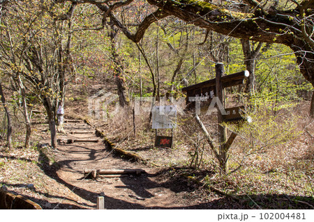 春の赤城山 荒山高原への登山道 春の赤城山 荒山高原への登山道 102004481