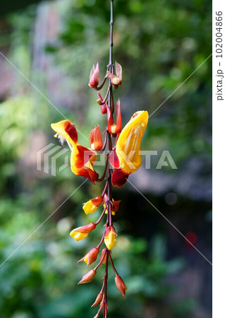 4528　ツンベルギア・マイソレンシス 102004866